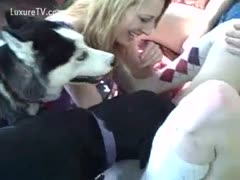 Licking a juicy vagina, the black dog